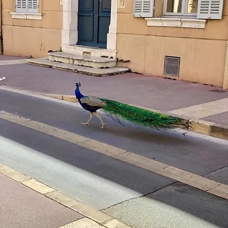 Le Paon L Old Town & Ac L Shellter Apartamento