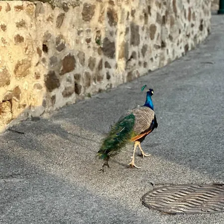 Apartamento Le Paon L Old Town & Ac L Shellter Saint-Tropez